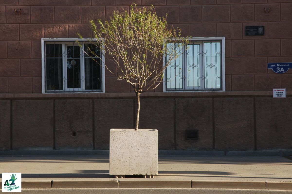 24 новых дерева не прижились на улице Минина в Нижнем Новгороде