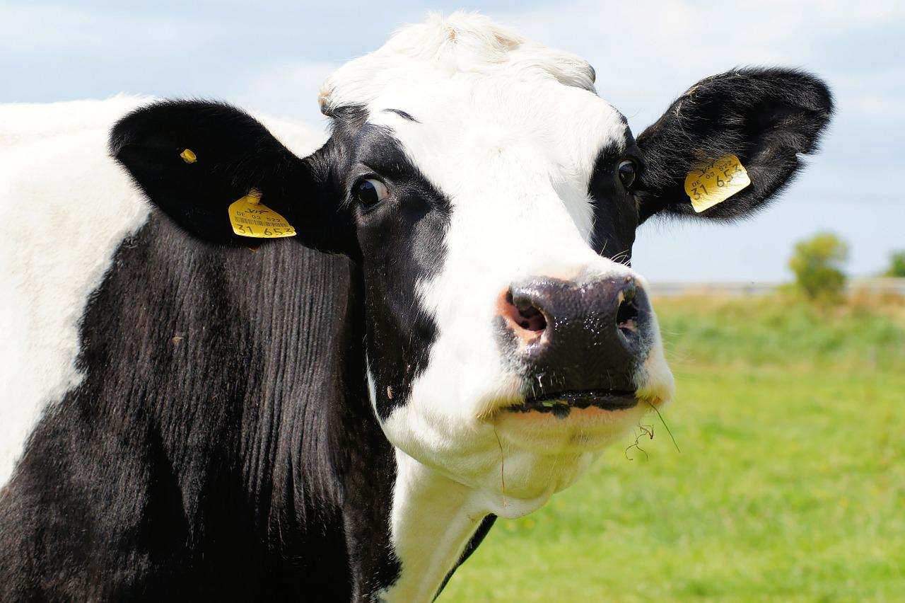 Три новые молочные фермы построят в Самарской области при поддержке правительства